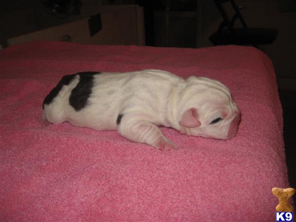 Puppies in OK